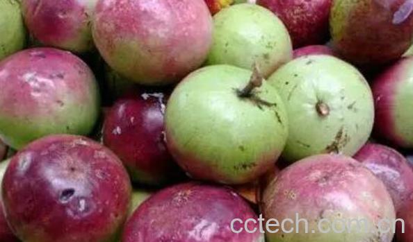 牛奶果的功效与作用 牛奶果的营养价值-1