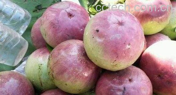 牛奶果的功效与作用 牛奶果的营养价值-0