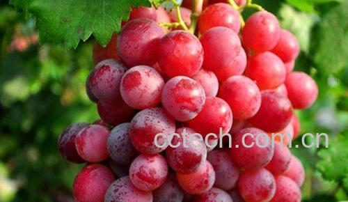 葡萄-1
