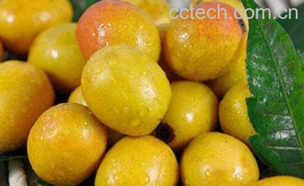 南酸枣的功效与作用 南酸枣的禁忌-1