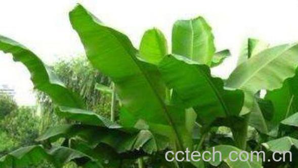 芭蕉的功效与作用 芭蕉的禁忌-0