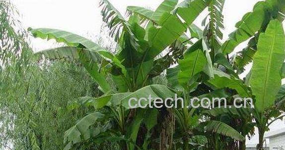 芭蕉的功效与作用 芭蕉的禁忌-1