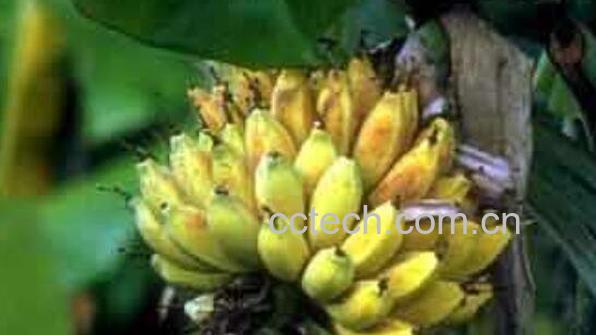 芭蕉果的作用与功效	-0