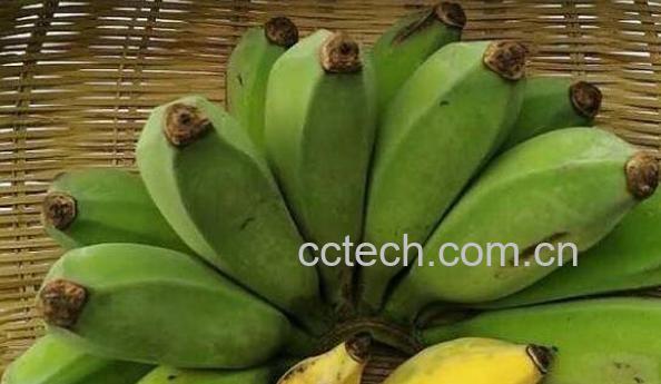 芭蕉果的作用与功效	-1