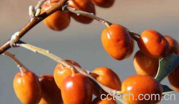 沙枣泡水喝的功效与作用-1