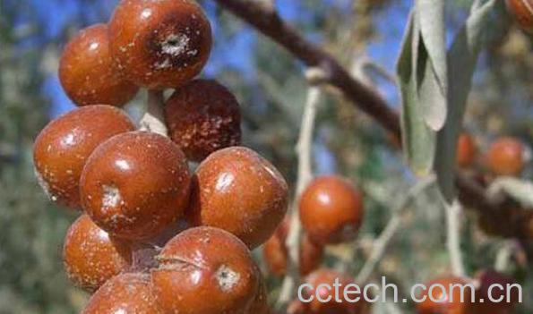 沙枣泡水喝的功效与作用-0