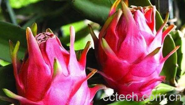 火龙果汁怎么做 火龙果汁的做法教程-1