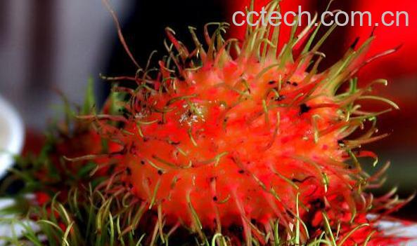 红毛丹怎么吃 红毛丹的食用方法-0