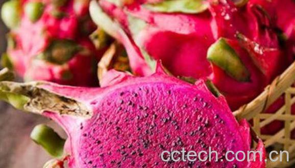 吃火龙果的功效与作用 吃火龙果的禁忌-0