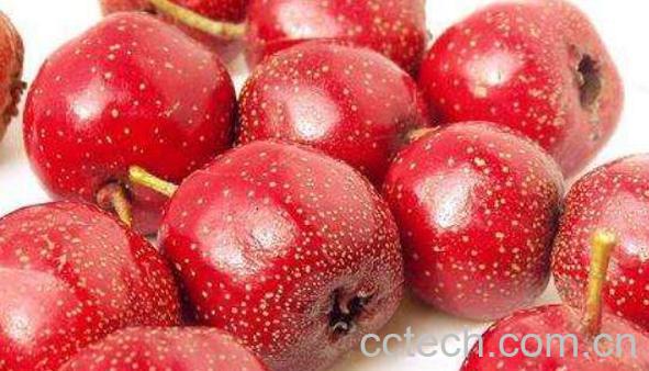 鲜山楂果的功效与作用-0