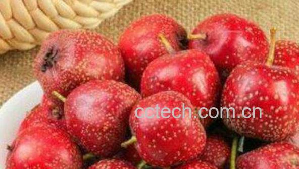 鲜山楂果的功效与作用-1