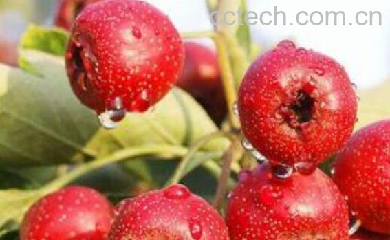 山楂罐头的功效与作用-1