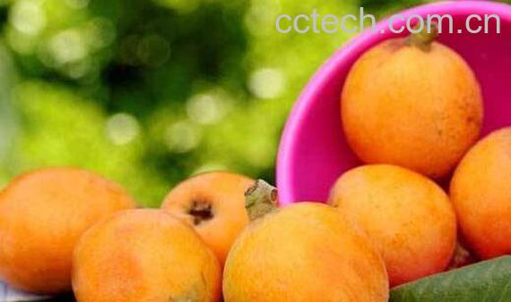 如何腌制生枇杷 生枇杷的制作方法教程-0