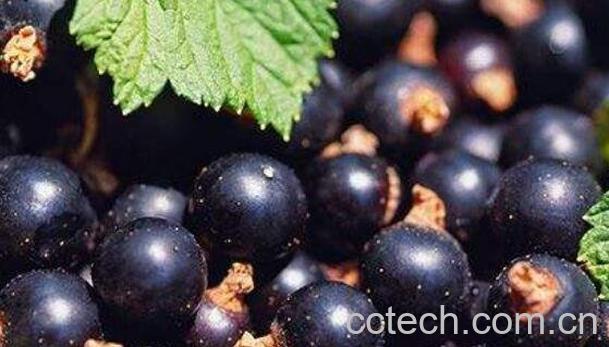 黑加仑的功效与作用 吃黑加仑的好处-0