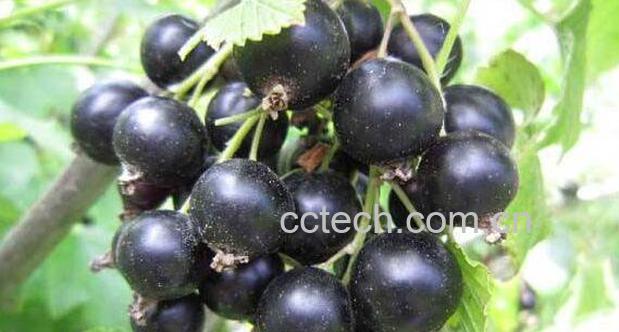 黑加仑的功效与作用 吃黑加仑的好处-1