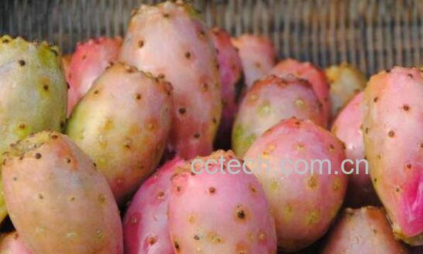 仙人掌果的功效与作用 仙人掌果的禁忌-1