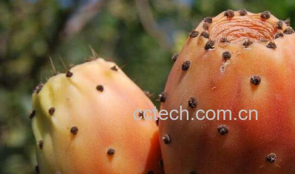 仙人掌果的功效与作用 仙人掌果的禁忌-0