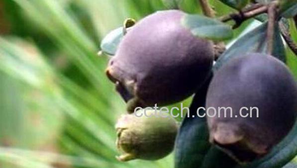 三稔干的功效与作用-0