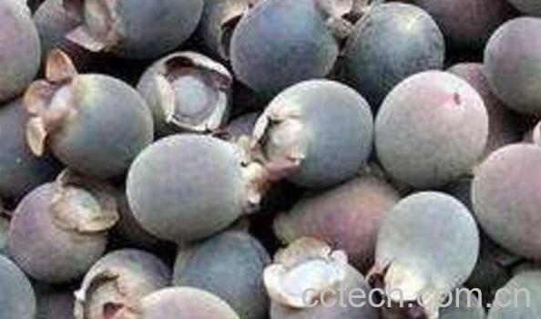 三稔干的功效与作用-1