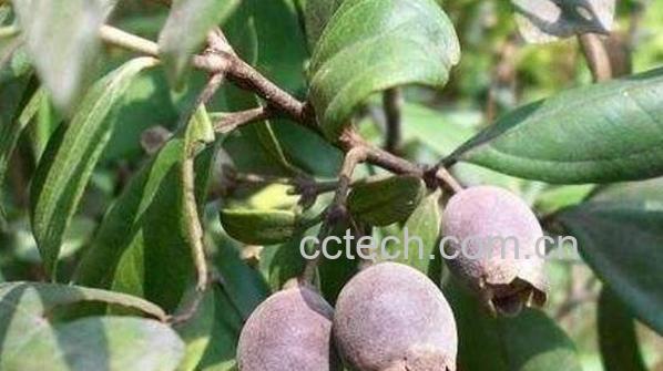 三稔水的功效与作用-0