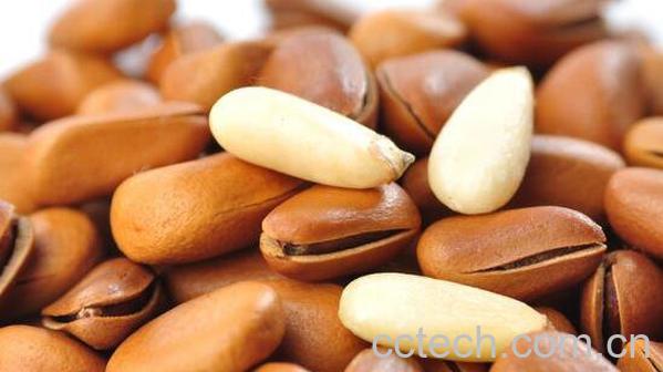 红松松子的功效与作用-1