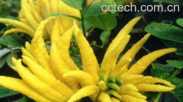 蒸佛手的功效与作用　蒸佛手的禁忌-0