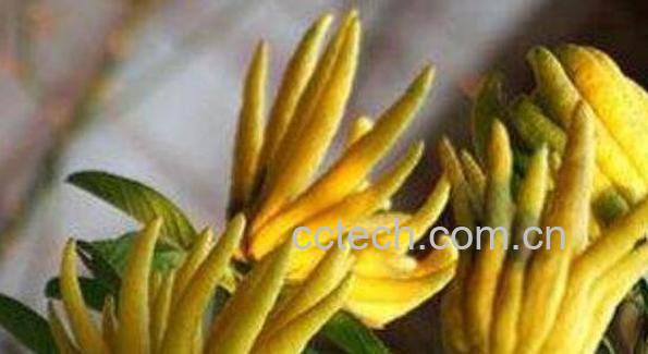 蒸佛手的功效与作用　蒸佛手的禁忌-1