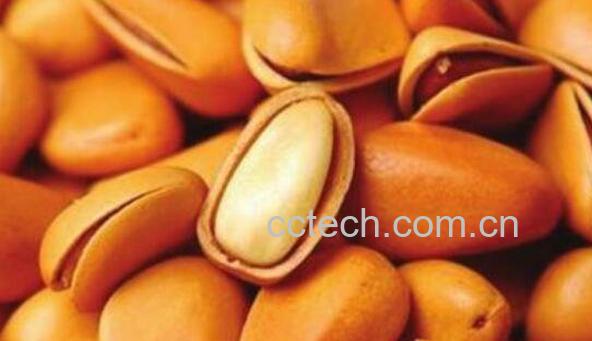 长白山松子的功效与作用-1