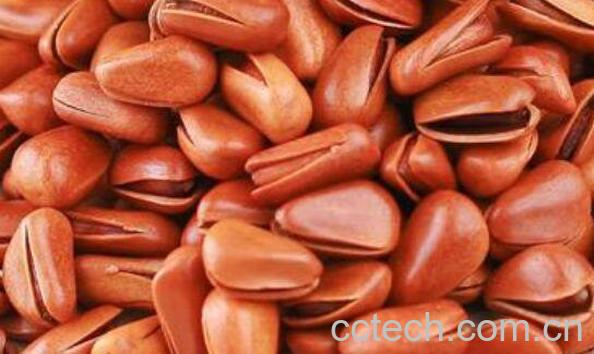 长白山松子的功效与作用-0