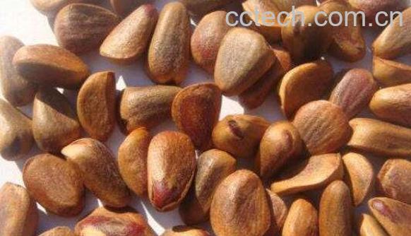 炒松子的功效与作用 吃炒松子的好处-0