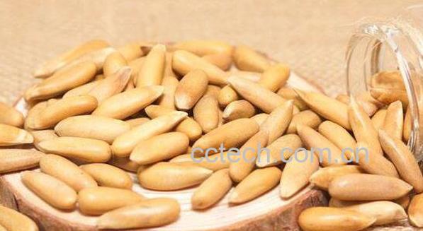 手剥松子的功效与作用-0