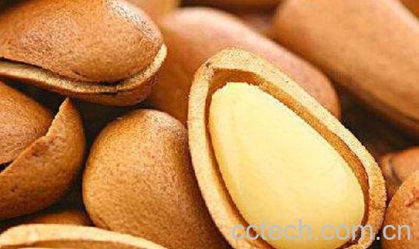 松子粉的功效与作用-1