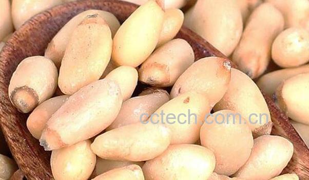 野生红松子的功效与作用-1