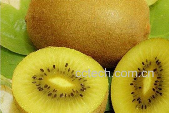 猕猴桃-0