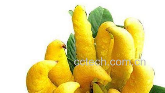 佛手柑泡水喝的功效与作用-0