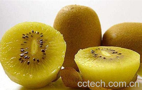 黄心猕猴桃-1