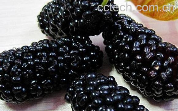 黑桑葚泡酒-0