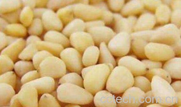 熟松子仁的功效与作用-0