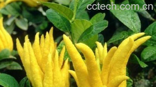 佛手果怎么吃 佛手果的食用方法-1