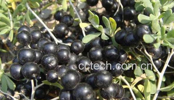 海葚子的药用价值 吃海葚子的好处-0