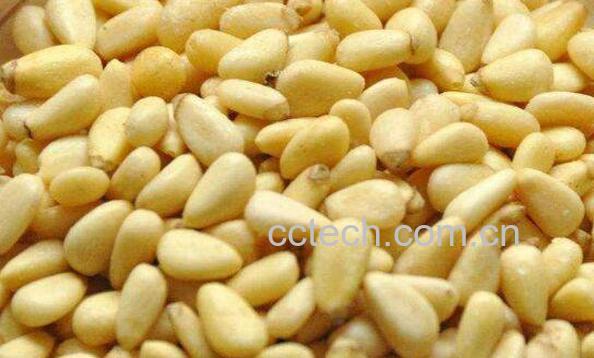 熟松子仁的功效与作用-1