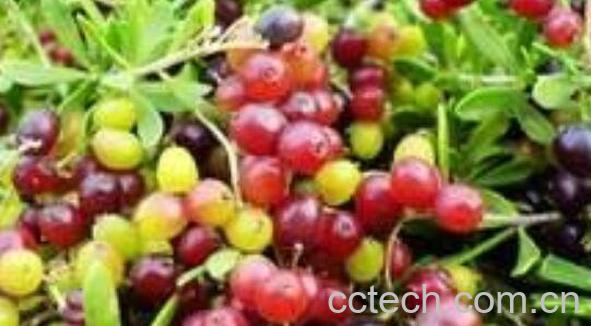 海葚子的药用价值 吃海葚子的好处-1