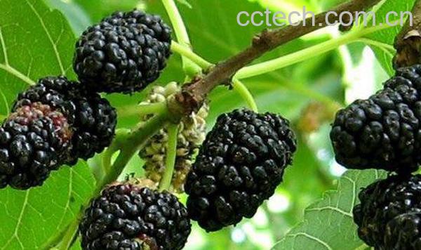 葚子吃喝有哪些好处 吃葚子的功效与作用-0