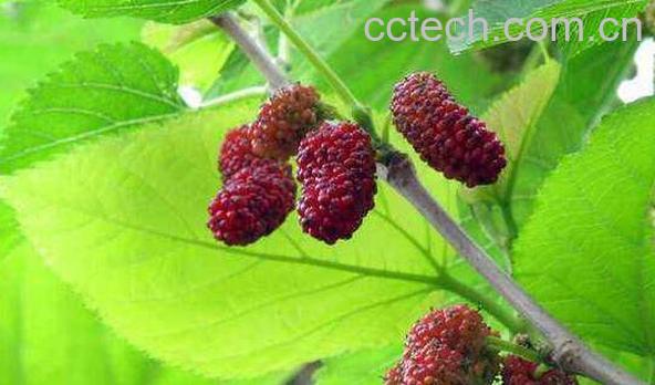 葚子吃喝有哪些好处 吃葚子的功效与作用-1