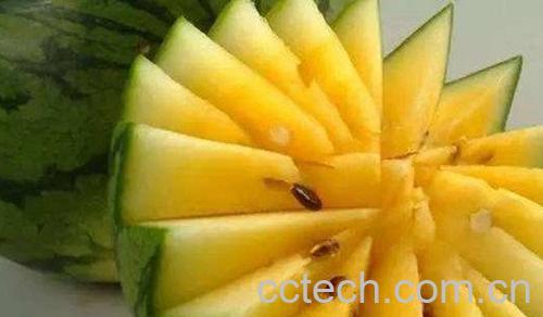 黄瓤西瓜-1