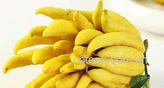 腌制佛手果的功效与作用-0