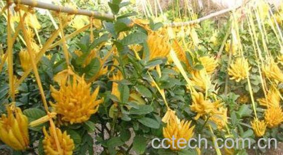 腌制佛手果的功效与作用-1