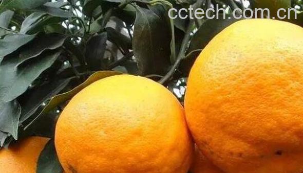 柑果皮的功效与作用-0