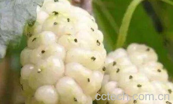 白桑葚与黑桑葚的区别 吃桑葚的好处-1