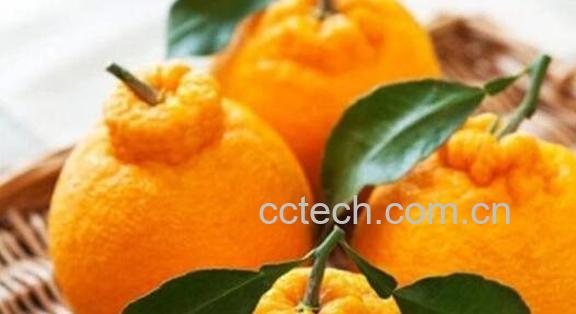 粑粑柑皮的功效与作用-0